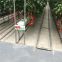 Hydroponic Greenhouse for Cherry Tomato Soilless Cultivation