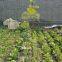Garden Holland PVC Coated Fence Wire Mesh