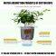 Wholesale Plastic Flower Pot Smart Planters Planter Plant Flowerpot Transparent Automatic Self Watering Pots For Indoor Plants