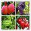 Plant hormone cppu  Forchlorfenuron 1%sp for grape
