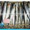 Frozen Pacific Mackerel