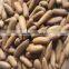 Pine nut and Pine Kernel