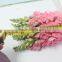 Pure and mild flavor hot-sale flower antirrhinum majus