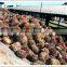 80TPH palm oil machine ,palm oil production project by experienced manufacturer