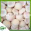 Iqf Frozen White Peach Halves Organic Price