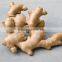 VIETNAM FRESH GINGER EXPORT 2015