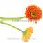 Classic and pretty export fresh promotional long stem flowers fresh cut gerbera decorative flowers without stems with 70-80cm