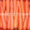 red carrot export from china