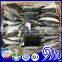 Seafood supplied Whole Japanese scad Decapterus maruadsi