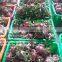 DRAGON FRUIT/ GOOD PRICE FOR SALE