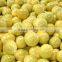 Citrus Honey Pomelo Fruit Fujian Origin