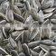 Direct Factory Supply Bulk Organic Sunflower Seeds