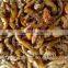 Pet food for Reptiles Microwave Dried Gammarus;Gammarus for Reptiles