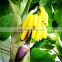 Y8463-15-1LS( 2014 hot sale Factory direct Extra large banana trees for hotel decoration )