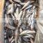 New fresh frozen Horse mackerel whole round 25-30/kg