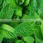 Mint Oil