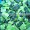 Sinocharm New Season BRC A Approved Non-Worm Green Vegetable IQF Bok Choy