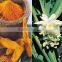 Turmeric Oil Extraction