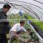 professional super transparent soft plastic PE protection greenhouse plastic film
