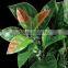 2014 new artificial leaf hedge garden fence with artificial leaf