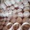 diameter 50/60cm big size bamboo steamer for household or breakfast shop