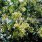 High Quality Olea europaea L with Oleanolic Acid