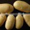 Cheap Fresh Potato for Potato Importer in Malaysia