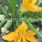 SQ16 Cuty very early maturity baby pick hybrid squash seeds