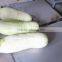Neweek double honey-dew melon stripping wax gourd peeler machine