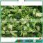 FDG series vacuum fruit and vegetable lyophilizer