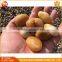Polish Decoration Yellow Pebble For Landscape Wall