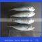 Sea Frozen Horse Mackerel
