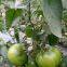 Vegetablel Seed Red & Green Tomato Seed Greenhouse Tomato Seeds no 60