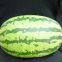 Emperor 8th Oval Shape Good Adaptability Hybrid Watermelon Seeds