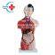 HC-S244 Human female torso & organ anatomical teaching model