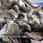 High Quality Dried Porcini/ White Boletus In Bags