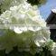 Cheap And Good High Quality Fresh Hydrangea From Kunming