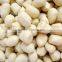 New crop Blanched Peanut kernels, round shape, carton packing top quality