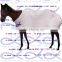 Horse Riding Equipment horse girth buckle