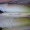 White Luobo Fresh Raddish