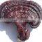 GMP Certified Manufacturer Supply Ganoderma Extract