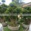 Syzygium buxifolium Hook. et Arn for ornamental outdoor landscaping beautiful bonsai plants