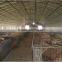 Large Multi-span pig greenhouse , pig house , fiberglass shed