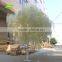 GNW BTR028 High quality white willow with wood trunk for decoration