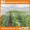 Heracles Trade Assurance greenhouse tunnel