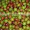 300-500KG/H Full Automatic Apple & Tomato Washing Machine