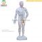 High Quality Small Size human Chinese acupuncture model 26cm