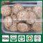 Stump Mushrooms,Shiitake Mushroom Plugs,Shiitake Log