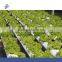 Agricultural Greenhouse Flat Hydroponics