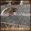 Hot-selling Norway Granite Blue Pearl